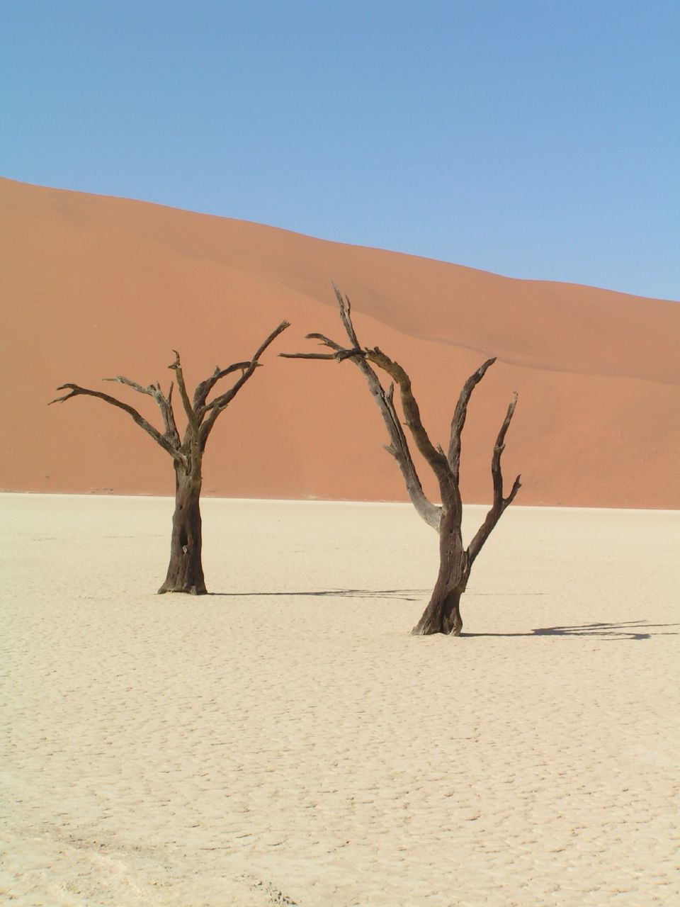 Dead acacia trees, Deadvlei, Namib-Naukluft National Park